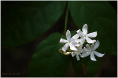 Jasminum rottlerianum